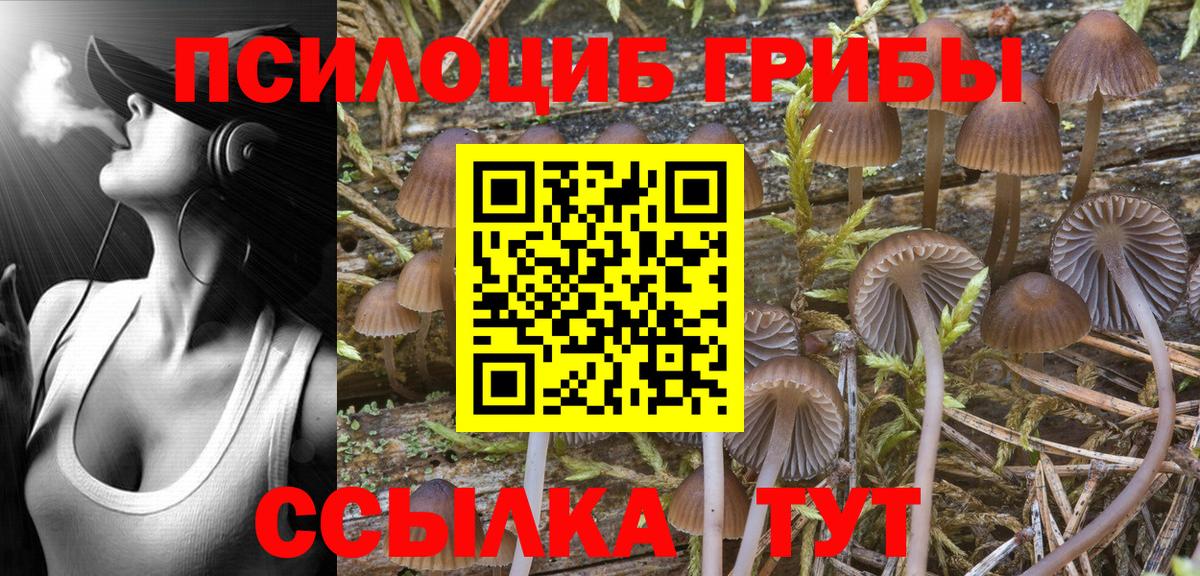 Вятские Поляны  Псилоцибиновые грибы прущие грибы  Вход с VPN  Галлюциногенные грибы мицелий 